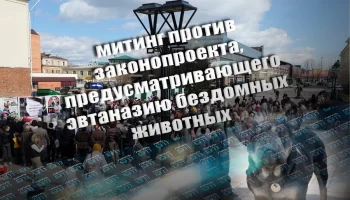 История с законопроектом об эвтаназии бездомных животных в Иркутске