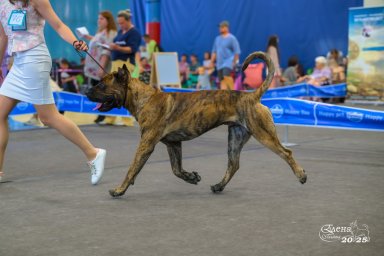 Presa Canario Valiente VITO выставка Кубок Иркутска особый статус