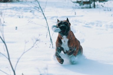 КАНАРСКИЙ ДОГ/ ПРЕСА КАНАРИО