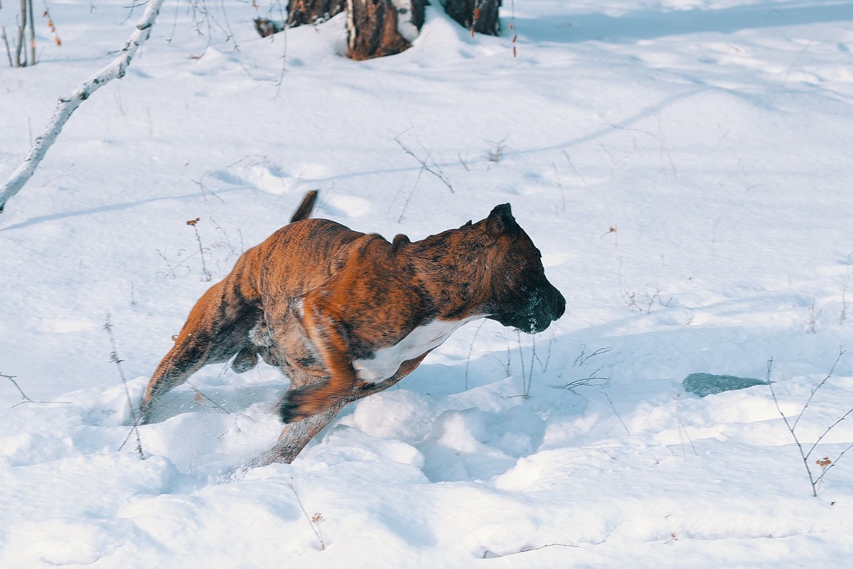 КАНАРСКИЙ ДОГ/ ПРЕСА КАНАРИО