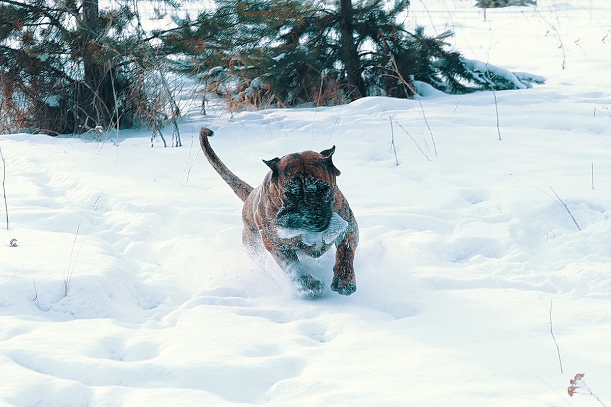 КАНАРСКИЙ ДОГ/ ПРЕСА КАНАРИО