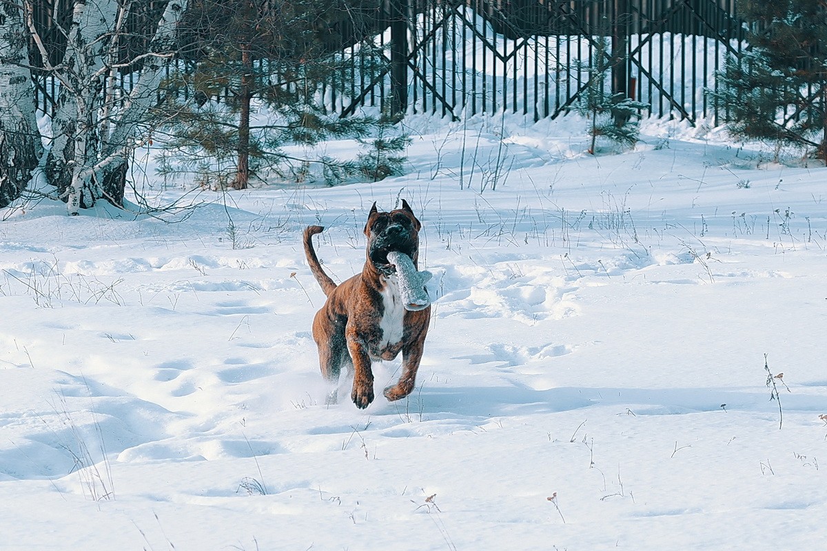 КАНАРСКИЙ ДОГ/ ПРЕСА КАНАРИО