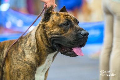 Presa Canario Valiente VITO выставка Кубок Иркутска особый статус