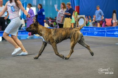 Presa Canario Valiente VITO выставка Кубок Иркутска особый статус