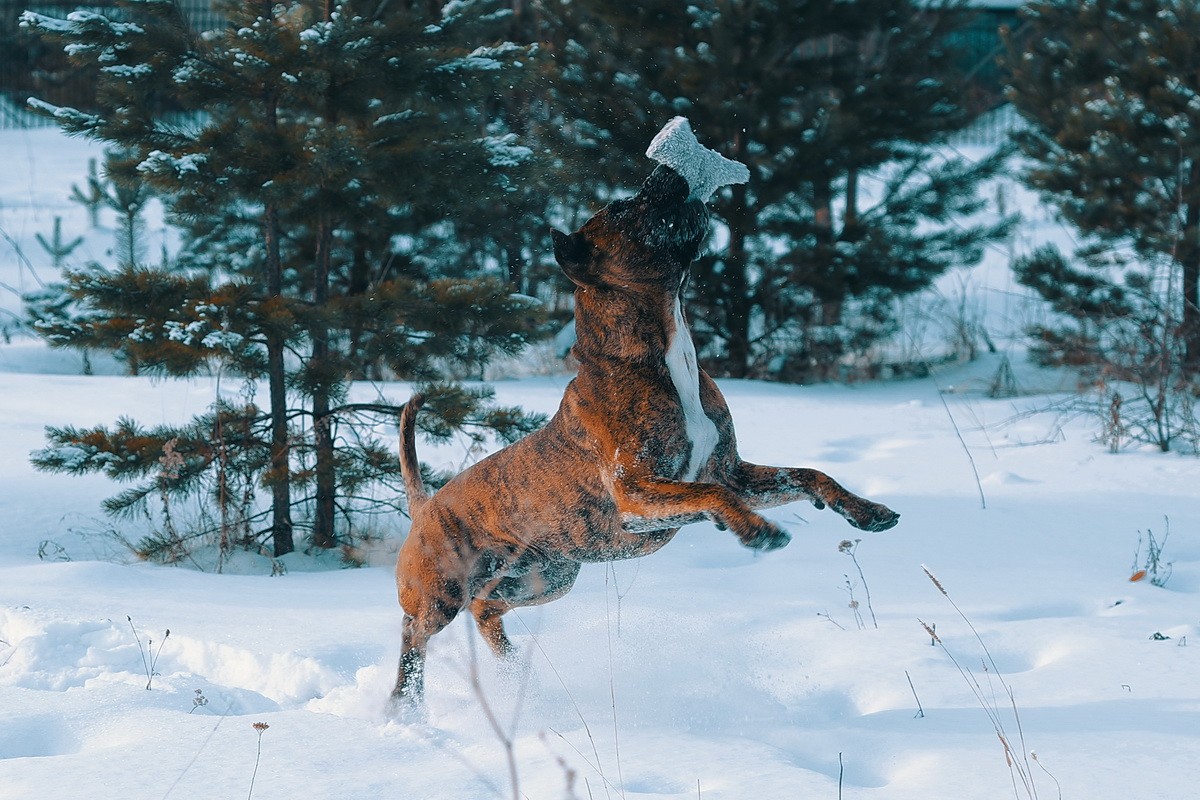 КАНАРСКИЙ ДОГ/ ПРЕСА КАНАРИО