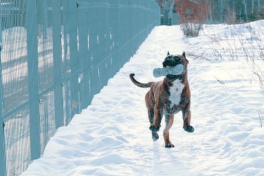 КАНАРСКИЙ ДОГ/ ПРЕСА КАНАРИО