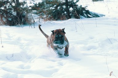 КАНАРСКИЙ ДОГ/ ПРЕСА КАНАРИО
