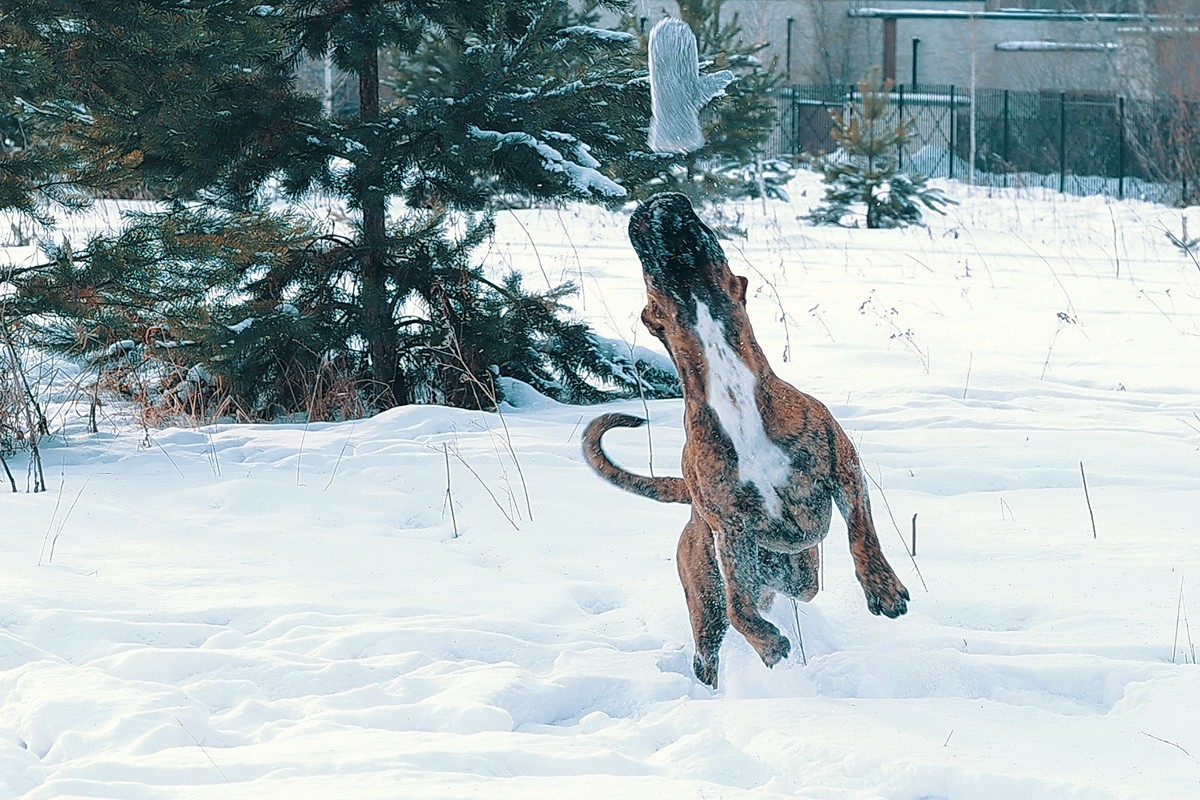 КАНАРСКИЙ ДОГ/ ПРЕСА КАНАРИО