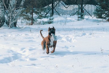 КАНАРСКИЙ ДОГ/ ПРЕСА КАНАРИО