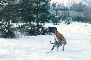КАНАРСКИЙ ДОГ/ ПРЕСА КАНАРИО