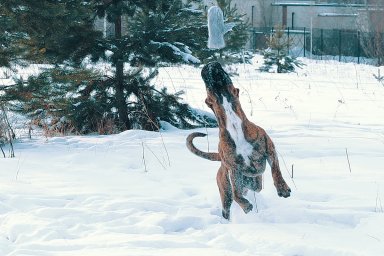 КАНАРСКИЙ ДОГ/ ПРЕСА КАНАРИО