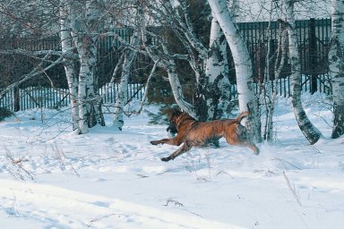 КАНАРСКИЙ ДОГ/ ПРЕСА КАНАРИО