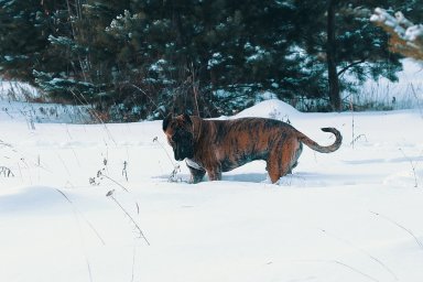 КАНАРСКИЙ ДОГ/ ПРЕСА КАНАРИО