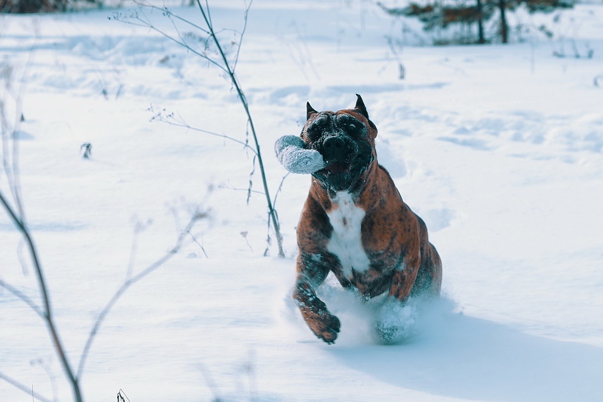 КАНАРСКИЙ ДОГ/ ПРЕСА КАНАРИО