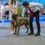 Presa Canario Valiente VITO выставка Кубок Иркутска особый статус