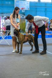 Presa Canario Valiente VITO выставка Кубок Иркутска особый статус