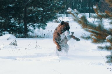 КАНАРСКИЙ ДОГ/ ПРЕСА КАНАРИО
