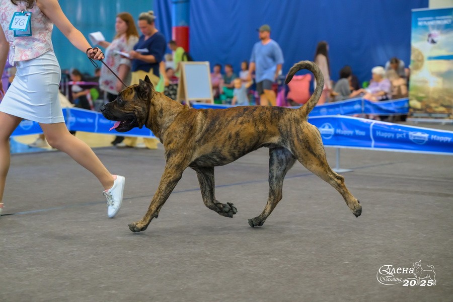 Presa Canario Valiente VITO выставка Кубок Иркутска особый статус