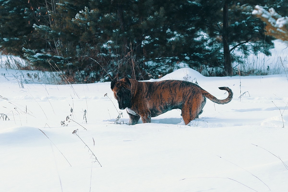 КАНАРСКИЙ ДОГ/ ПРЕСА КАНАРИО
